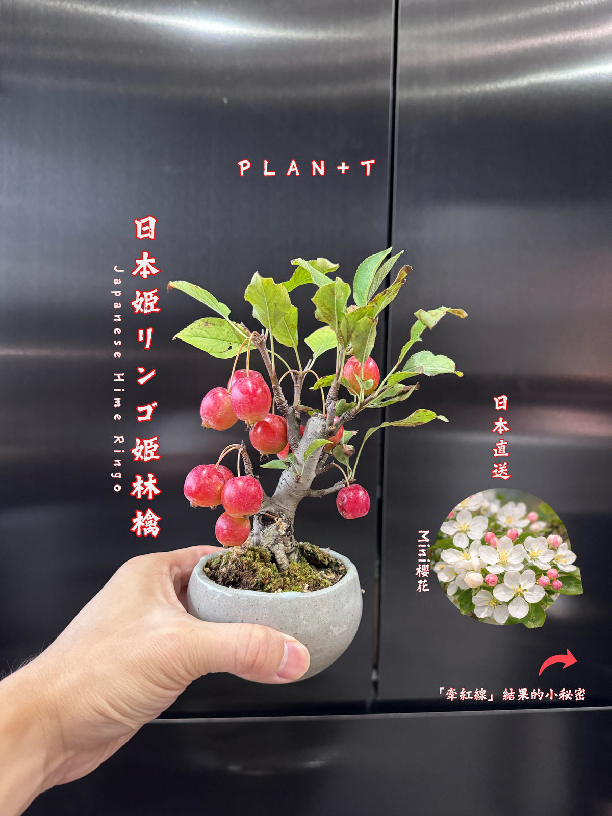 2026年 準備接受預購10月尾到港 日本🇯🇵姫リンゴ姫蘋果🍎HIME RINGO (結果階段)