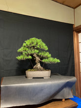 Load an image into the library viewer Pre-order Japan🇯🇵Black Pine Harvesting (Video Attached)

