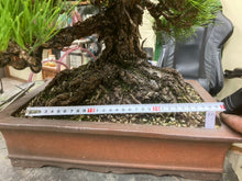 將圖片載入圖庫檢視器 預購日本🇯🇵山採黑松 Yamadori Black Pine (附上影片)
