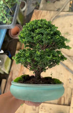 Load an image into the library viewer Pre-order Japan🇯🇵Sekka Hinoki Cypress (with video)
