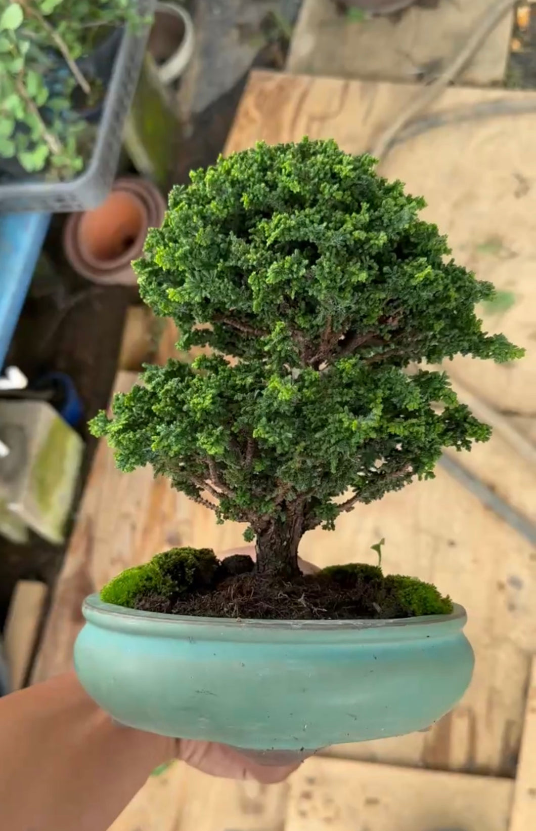 Pre-order Japan🇯🇵Sekka Hinoki Cypress (with video)