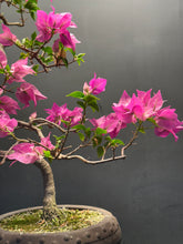 將圖片載入圖庫檢視器 日本🇯🇵九重葛 Bougainvillea (附上影片)
