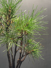 Load image into Gallery viewer, 日本🇯🇵黑松 叢林式 Black Pine / Pinus Thunbergii (附上影片)
