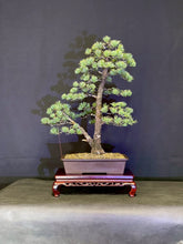 將圖片載入圖庫檢視器 預購日本🇯🇵五葉松 Japanese White Pine(附上影片)

