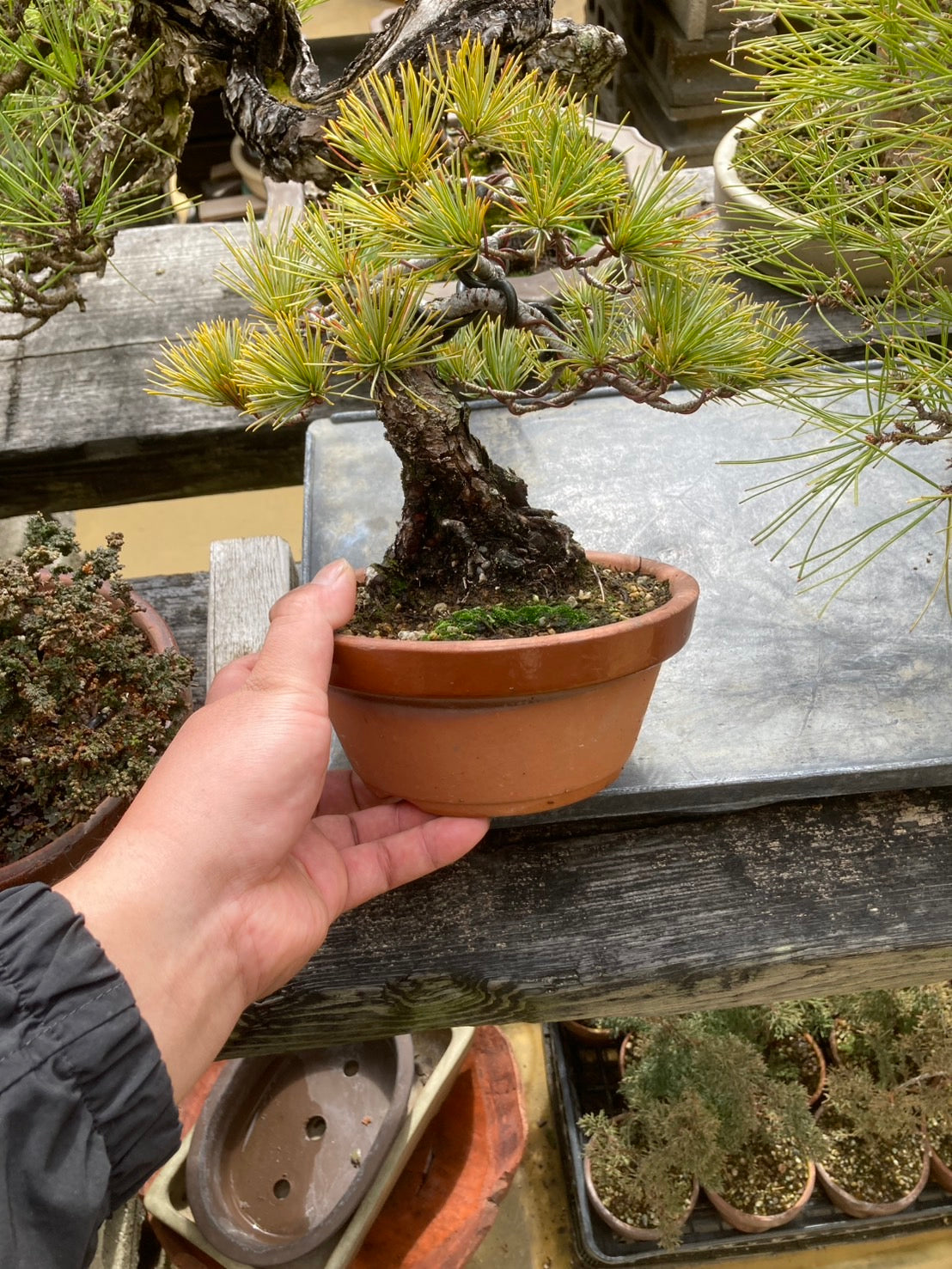 五葉松　Japanese White Pine 預購日本🇯🇵五葉松Japanese White Pine (附上影片) – BONSAI PLAN+T