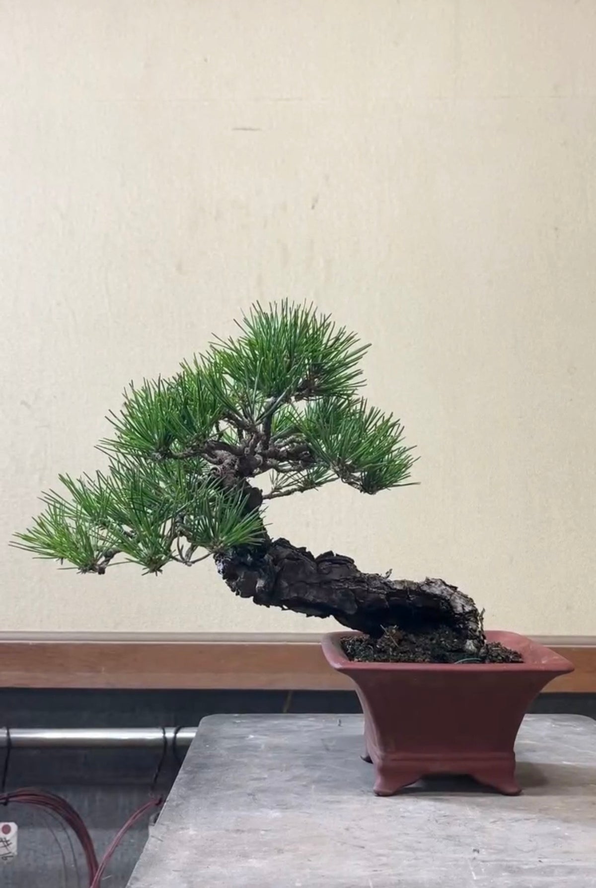 日本黑松盆景 高33cm 樹齡約30年 實拍 - PLAN+T