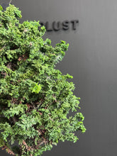將圖片載入圖庫檢視器 日本🇯🇵石化檜Sekka Hinoki Cypress セッカヒノキ (附上影片)
