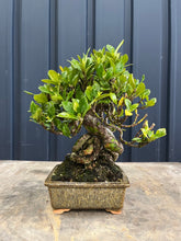 將圖片載入圖庫檢視器 日本🇯🇵逸品 梔子花クチナシ Gardenia Jasminoides (附上影片)

