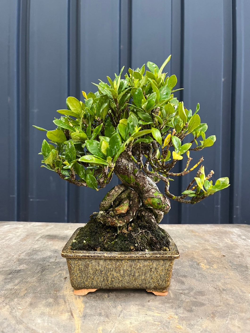 日本🇯🇵逸品 梔子花クチナシ Gardenia Jasminoides (附上影片)
