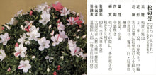 將圖片載入圖庫檢視器 預購日本🇯🇵皐月杜鵑 松之譽 Matsu-no-homare  Rhododendron Indicum  (附上影片)
