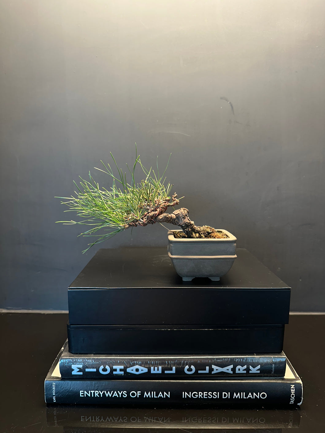 日本🇯🇵黑松 Black Pine (附上影片)