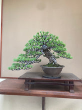 將圖片載入圖庫檢視器 預購日本🇯🇵太幹山採五葉松 Yamadori Japanese White Pine (附上影片)
