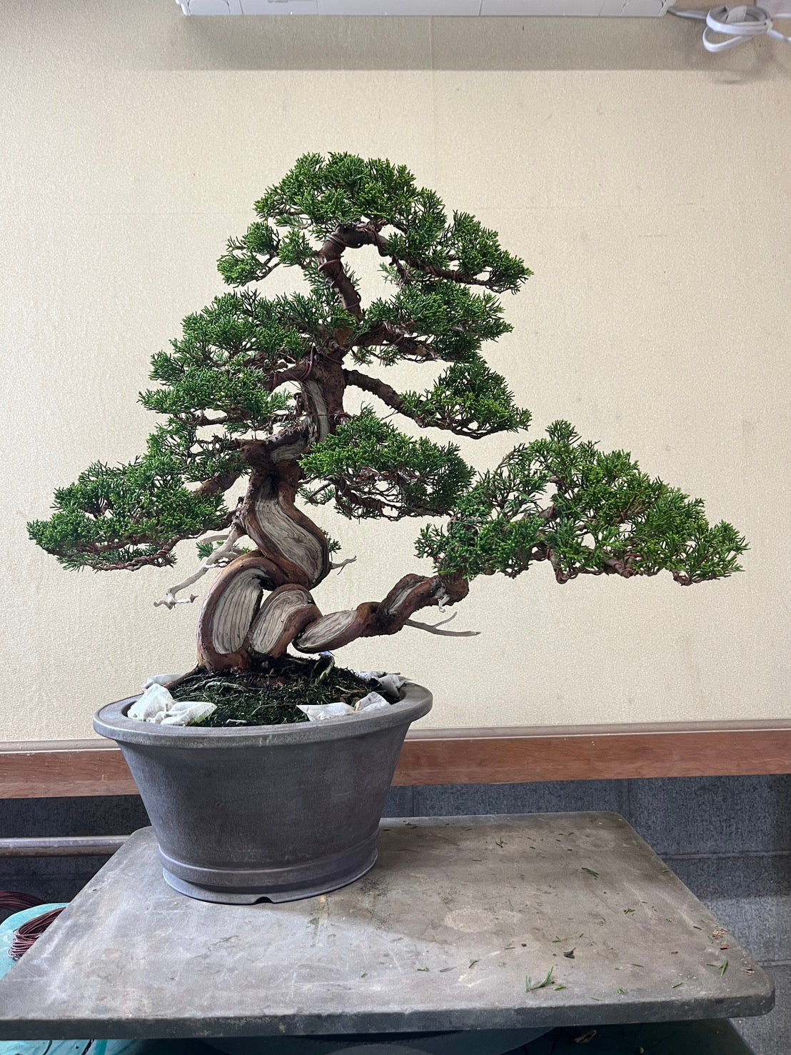 日本糸魚川真柏盆景 高59cm 樹齡約50年 實拍 - PLAN+T