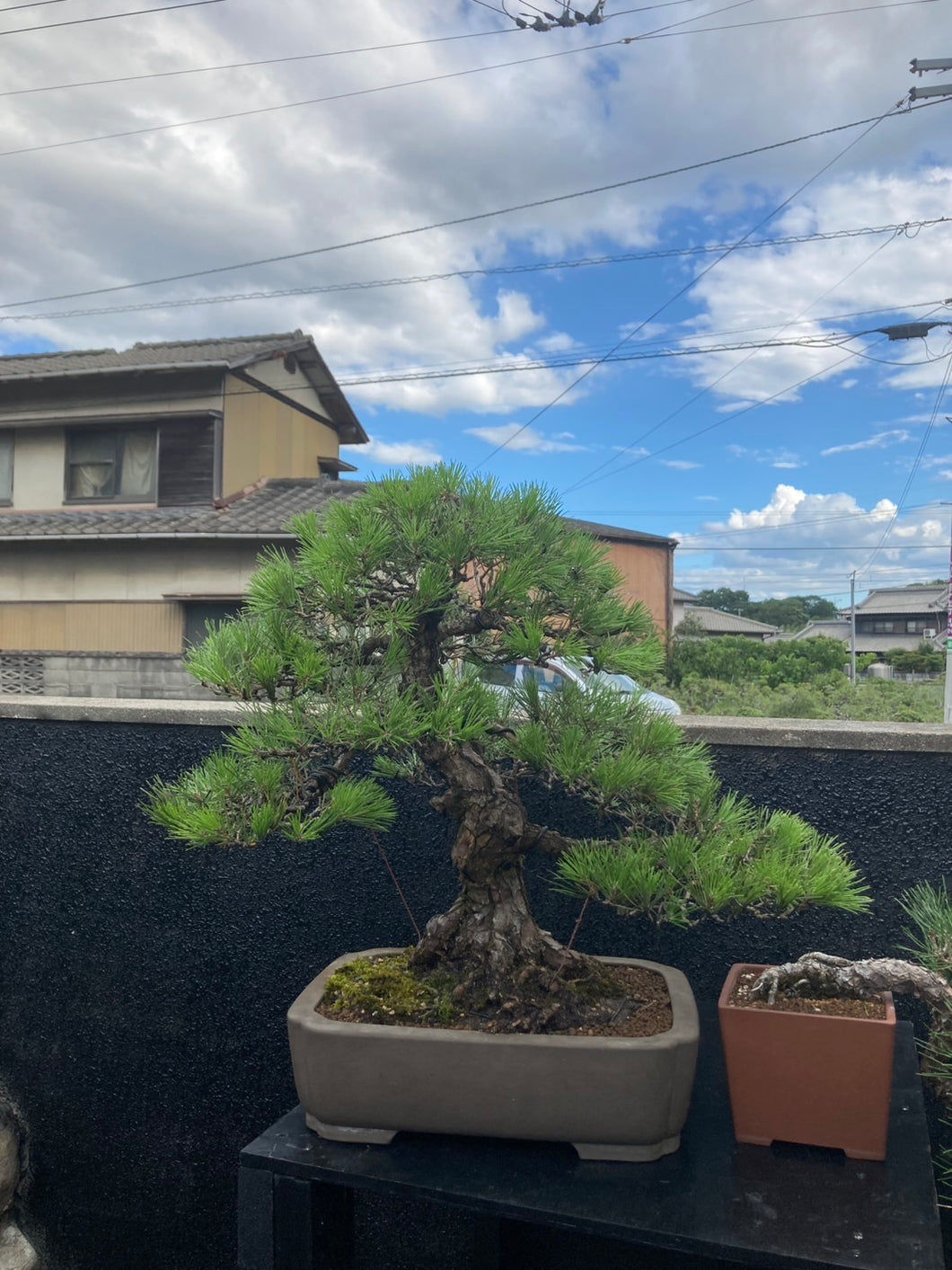 Pre-order Japan🇯🇵Black Pine Harvesting (Video Attached)