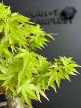 將圖片載入圖庫檢視器 日本🇯🇵楓葉 紅葉 もみじAcer palmatum (附上影片)
