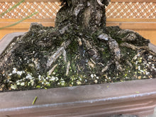 將圖片載入圖庫檢視器 日本🇯🇵太幹黑松 Black Pine (附上影片)
