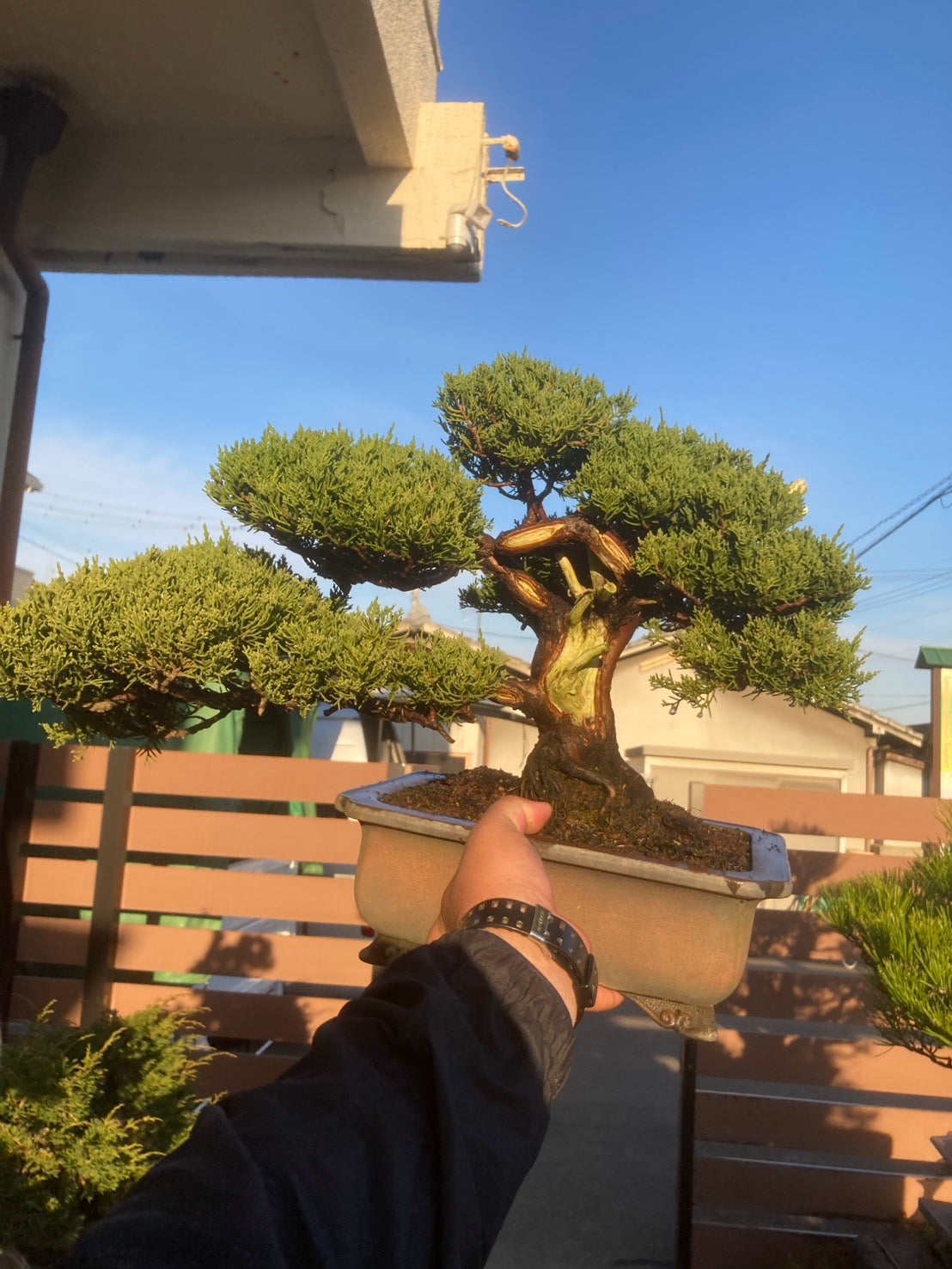 真柏 盆栽 樹形美 幹芸 自然美 鑑賞樹 苔付き 樹姿良好 小品盆栽 和風庭園 真柏 盆栽 樹形美 幹芸 自然美 鑑賞樹 苔付き 樹姿良好