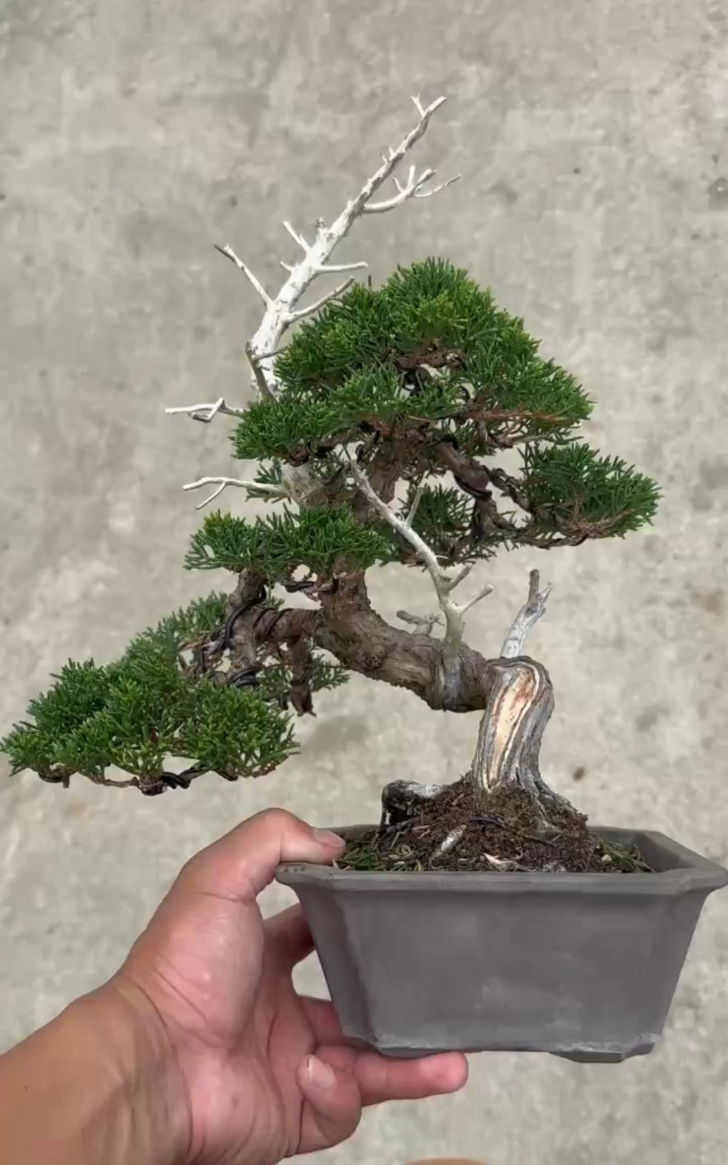 預購日本🇯🇵糸魚川真柏 Japanese Itoigawa Shimpaku (附上影片)
