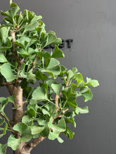 將圖片載入圖庫檢視器 日本🇯🇵銀杏Ginkgo Biloba (附上影片)
