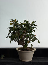 將圖片載入圖庫檢視器 日本🇯🇵山茶花 茶梅 岀雲大社Camellia Sasanqua (附上影片)

