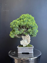 將圖片載入圖庫檢視器 日本🇯🇵四國真柏 附石 Shikoku Shimpaku Juniper (附上影片)
