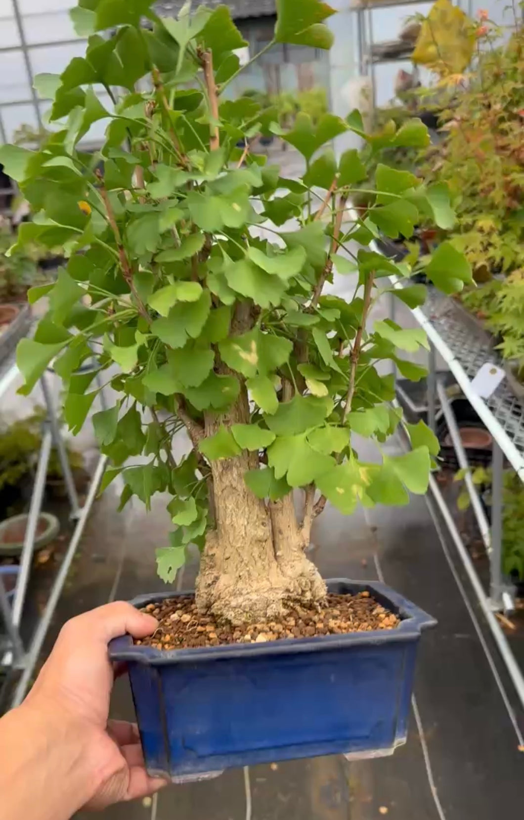 預訂日本🇯🇵銀杏Ginkgo Biloba (附上影片)