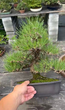 Load images into the gallery viewer 預購日本🇯🇵山採 黑松 Yamadori Black Pine (附上影片)
