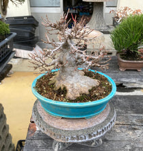 將圖片載入圖庫檢視器 預購日本🇯🇵太幹 唐楓Acer (附上影片)
