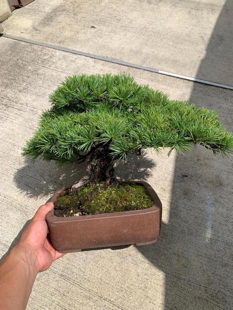 日本🇯🇵五葉松 Japanese white pine
