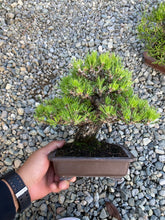 將圖片載入圖庫檢視器 預訂日本🇯🇵精品黑松 Black Pine(附上影片)
