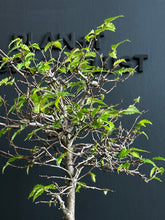 將圖片載入圖庫檢視器 日本🇯🇵欅樹Keyaki Zelkova Serrata (附上影片)

