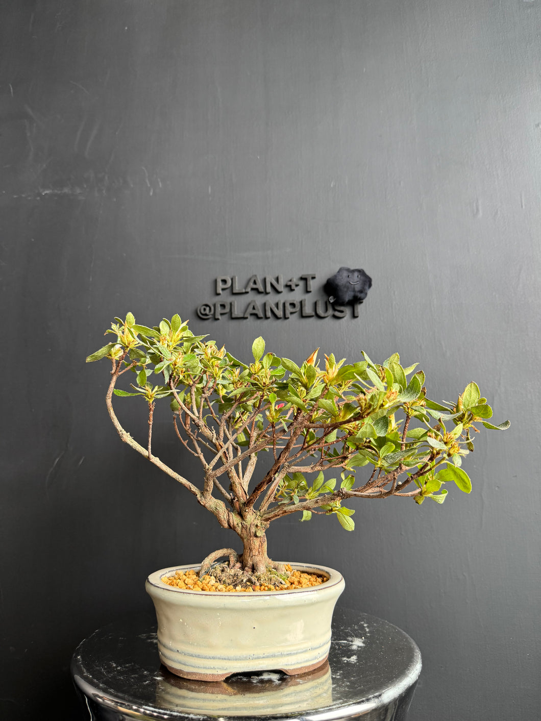 Japan🇯🇵Satsuki Azalea Rhododendron (video attached)