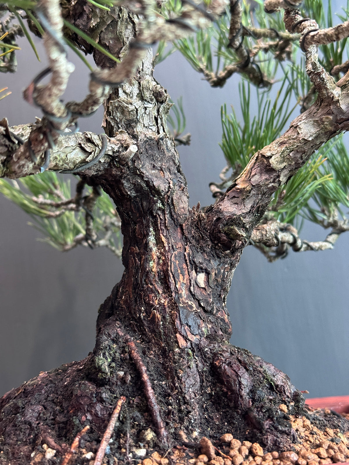 Japan🇯🇵Too dry Black Pine (video attached)