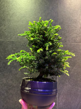Load image into Gallery viewer, 日本🇯🇵八房杉Cryptomeria japonica (附上影片)
