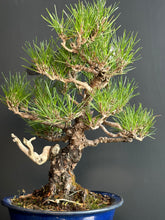 Load image into Gallery viewer, 日本🇯🇵黑松 Black Pine (附上影片)
