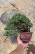 將圖片載入圖庫檢視器 預購日本🇯🇵五葉松 Japanese White Pine (附上影片)
