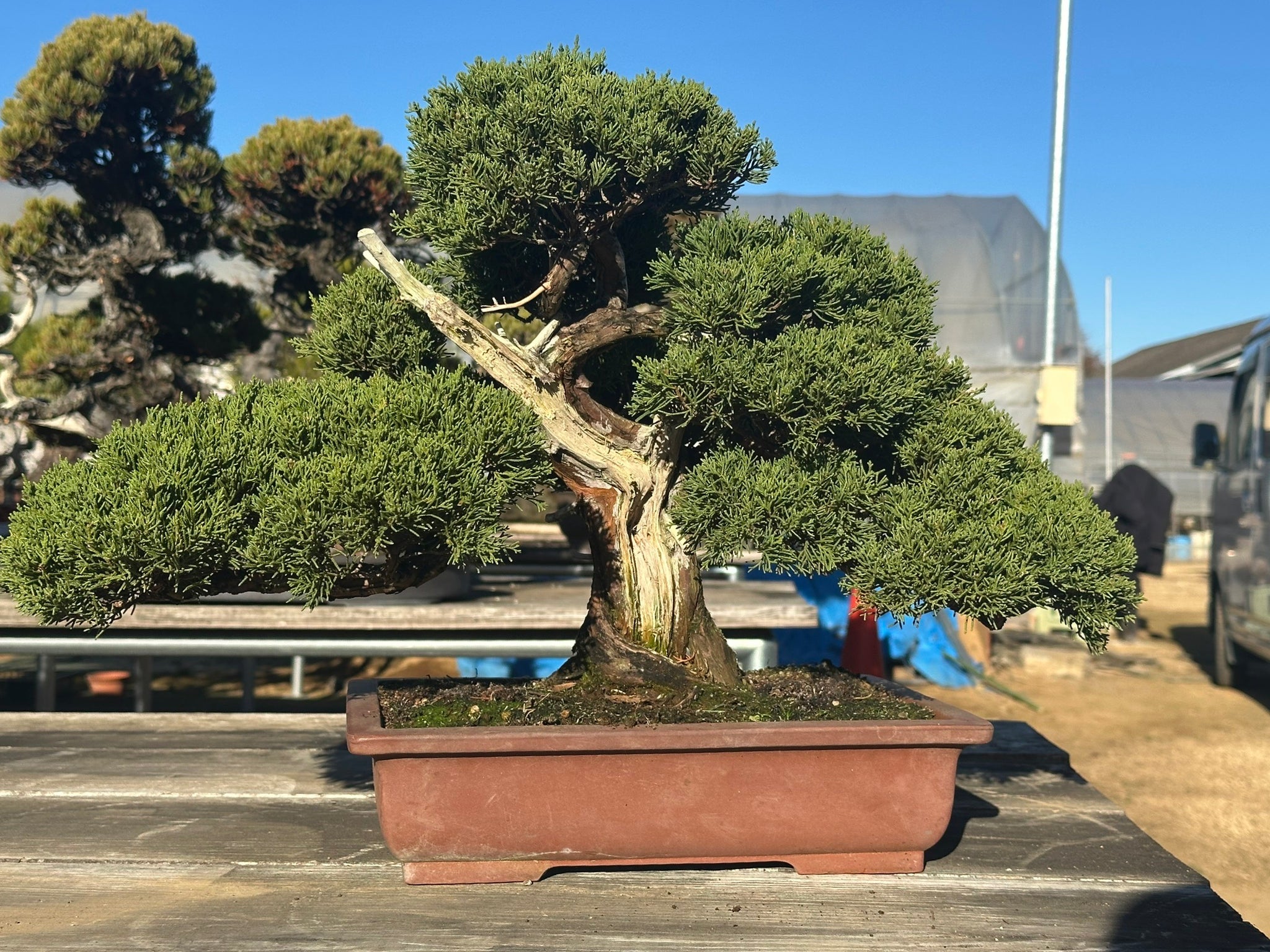 預購日本🇯🇵糸魚川真柏Japanese Itoigawa Shimpaku (附上影片