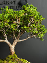 Load an image into the library viewer Japan🇯🇵Tsuyama Hinoki Chamaecyparis Obtusa (video included)

