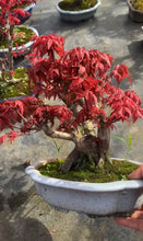 將圖片載入圖庫檢視器 預購日本🇯🇵紅葉 出猩々 岀猩猩Deshojo (附上影片)
