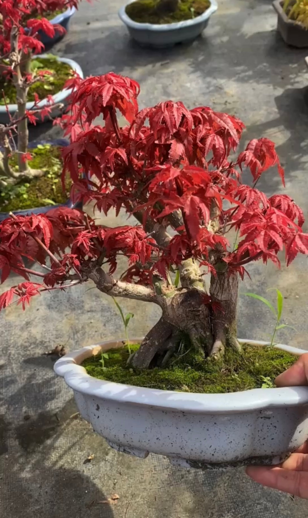 預購日本🇯🇵紅葉 出猩々 岀猩猩Deshojo (附上影片)