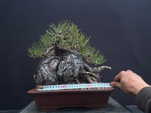 將圖片載入圖庫檢視器 預購日本🇯🇵山採黑松 Yamadori Black Pine
