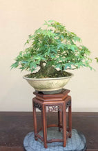 Load image into Gallery viewer, 預購日本🇯🇵山紅葉 山もみじ株立小品 太幹 楓葉もみじAcer palmatum (附上影片)
