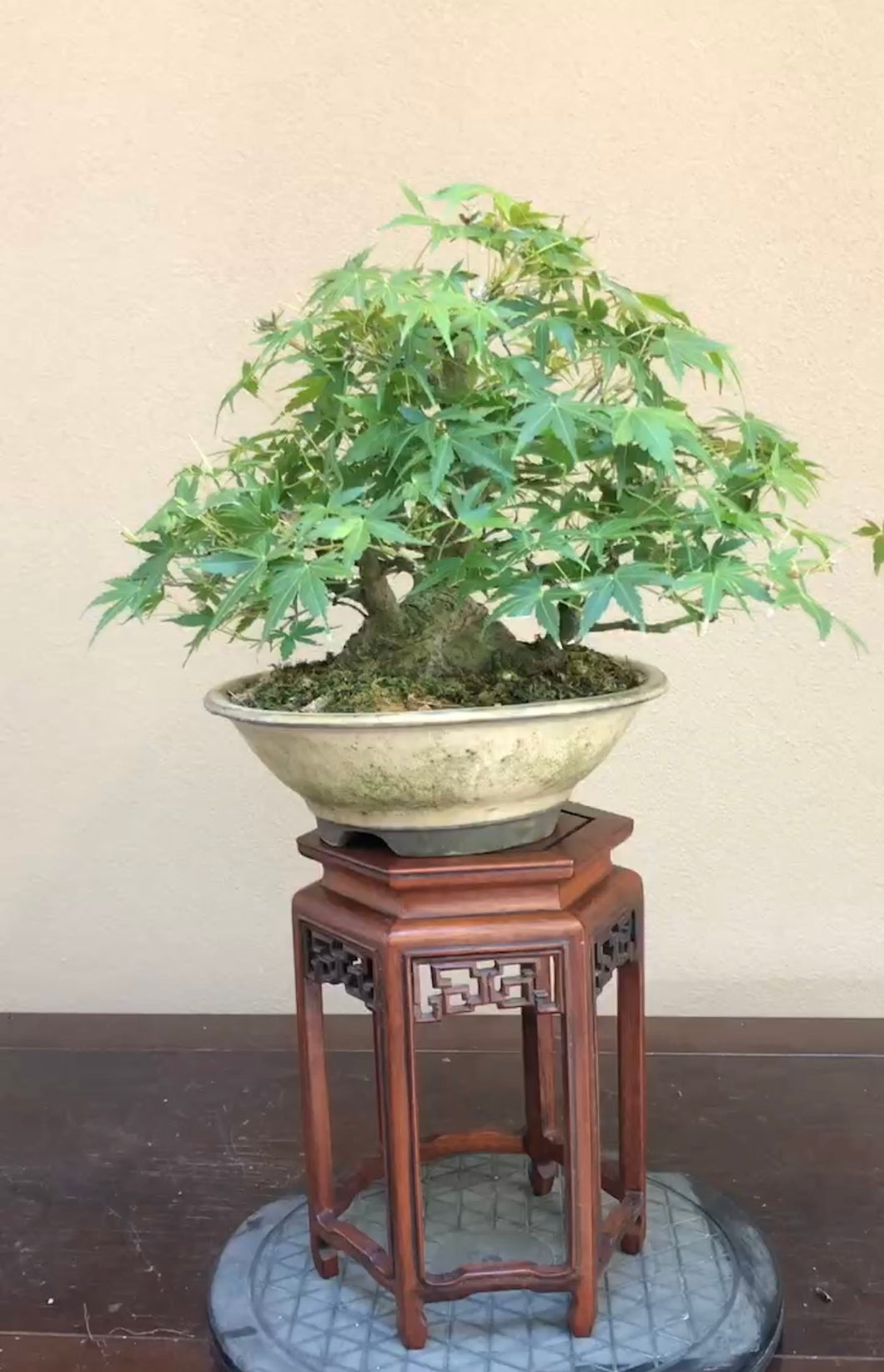 預購日本🇯🇵山紅葉 山もみじ株立小品 太幹 楓葉もみじAcer palmatum (附上影片)