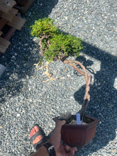 將圖片載入圖庫檢視器 預購日本🇯🇵津山檜Chamaecyparis obtusa （附上影片）
