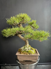 Load image into Gallery viewer, 日本🇯🇵黑松 Black Pine (附上影片)
