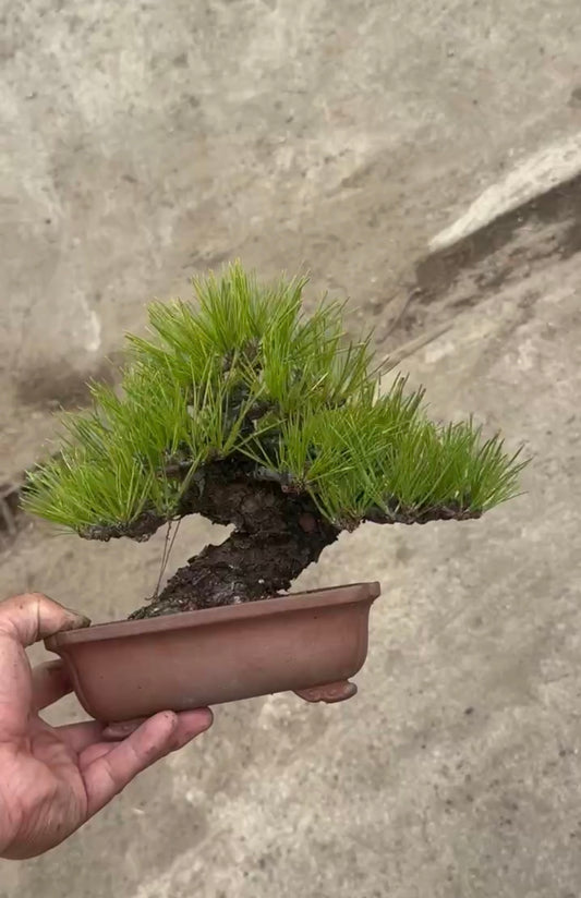 日本黑松盆景 高20cm 樹齡約30年 實拍 - PLAN+T