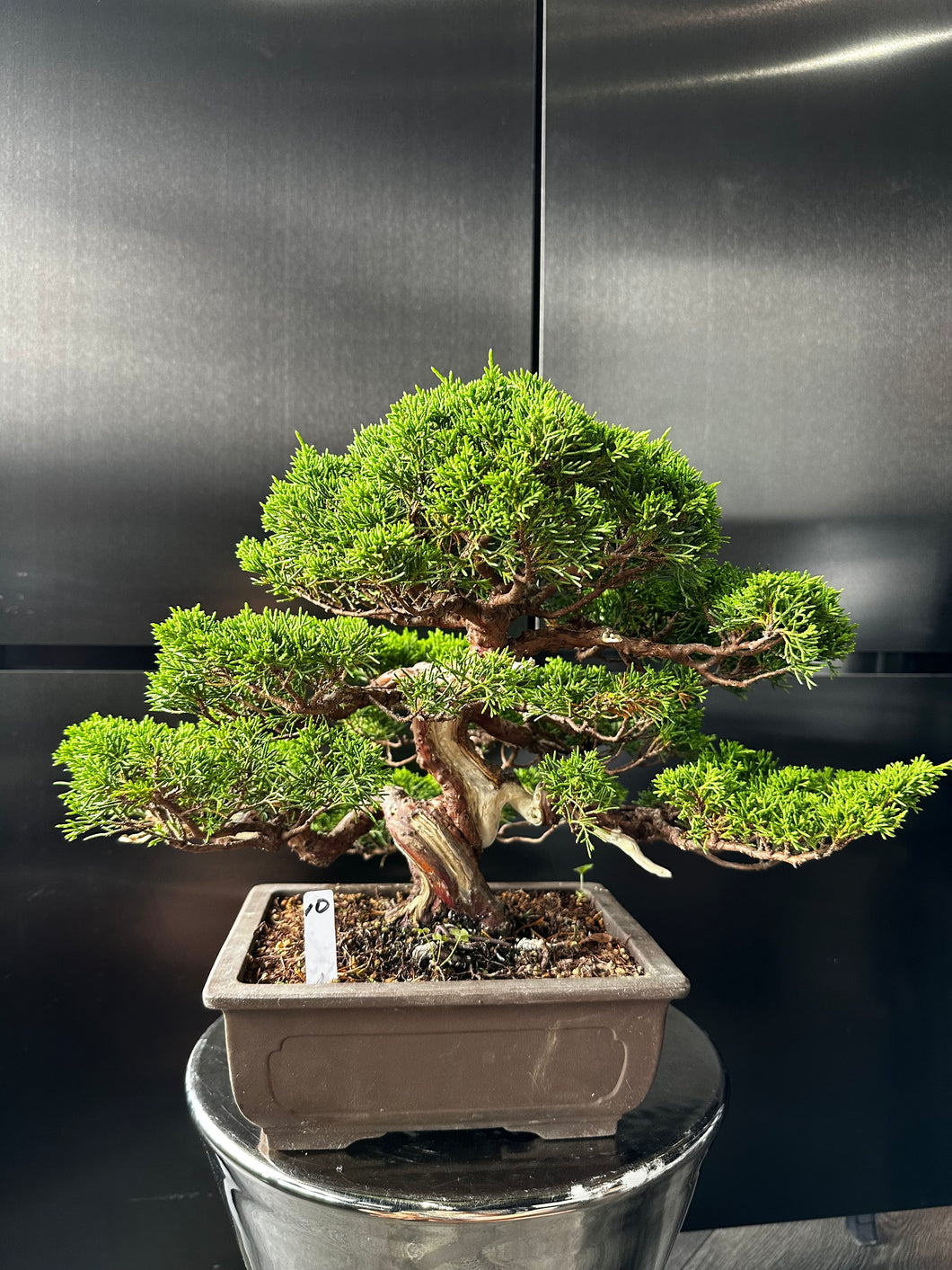日本🇯🇵糸魚川真柏 Japanese Itoigawa Shimpaku (附上影片)