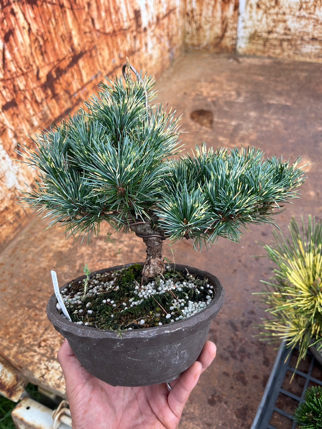 Pre-order Japan🇯🇵Japanese White Pine (video included)