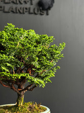 Load an image into the library viewer Japan🇯🇵Tsuyama Hinoki Chamaecyparis Obtusa (video included)
