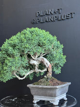 將圖片載入圖庫檢視器 日本🇯🇵四國真柏Shikoku Shimpaku Juniper (附上影片)

